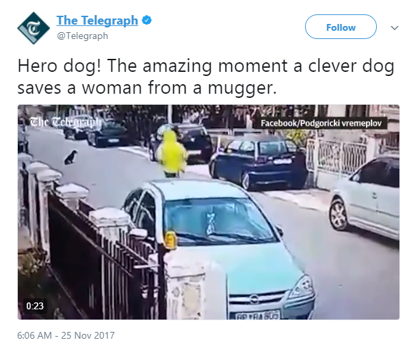 Medo SVJETSKI popularan: Herojski pas širi dobre vijesti iz Crne Gore!