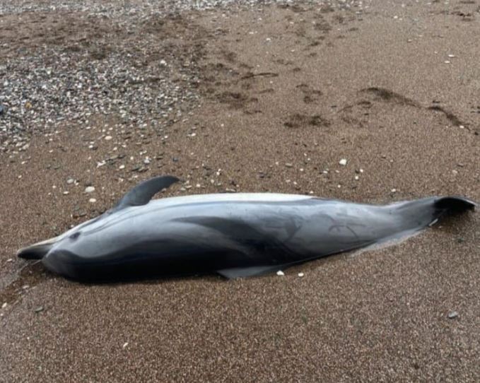 Uginuli delfin na plaži u Bečićima