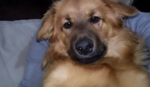 Pet osnovnih tipova karaktera psa: Kakvog je vaš ljubimac?