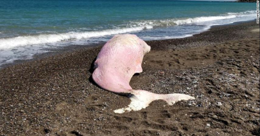 Na plaži na Siciliji pronađen mrtav kit pun plastike