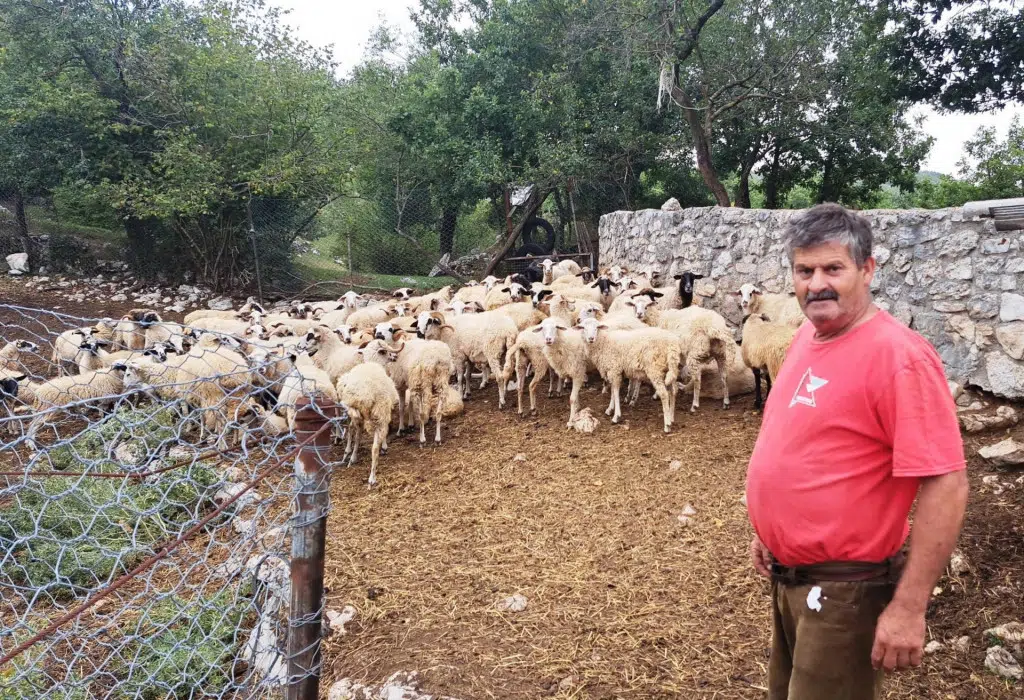 Nikšićaninu uginulo 15 ovaca: Lakše mi je kad znam da nije Q groznica