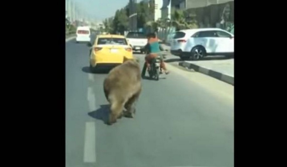 Veliki smeđi medvjed prošetao ulicama grada