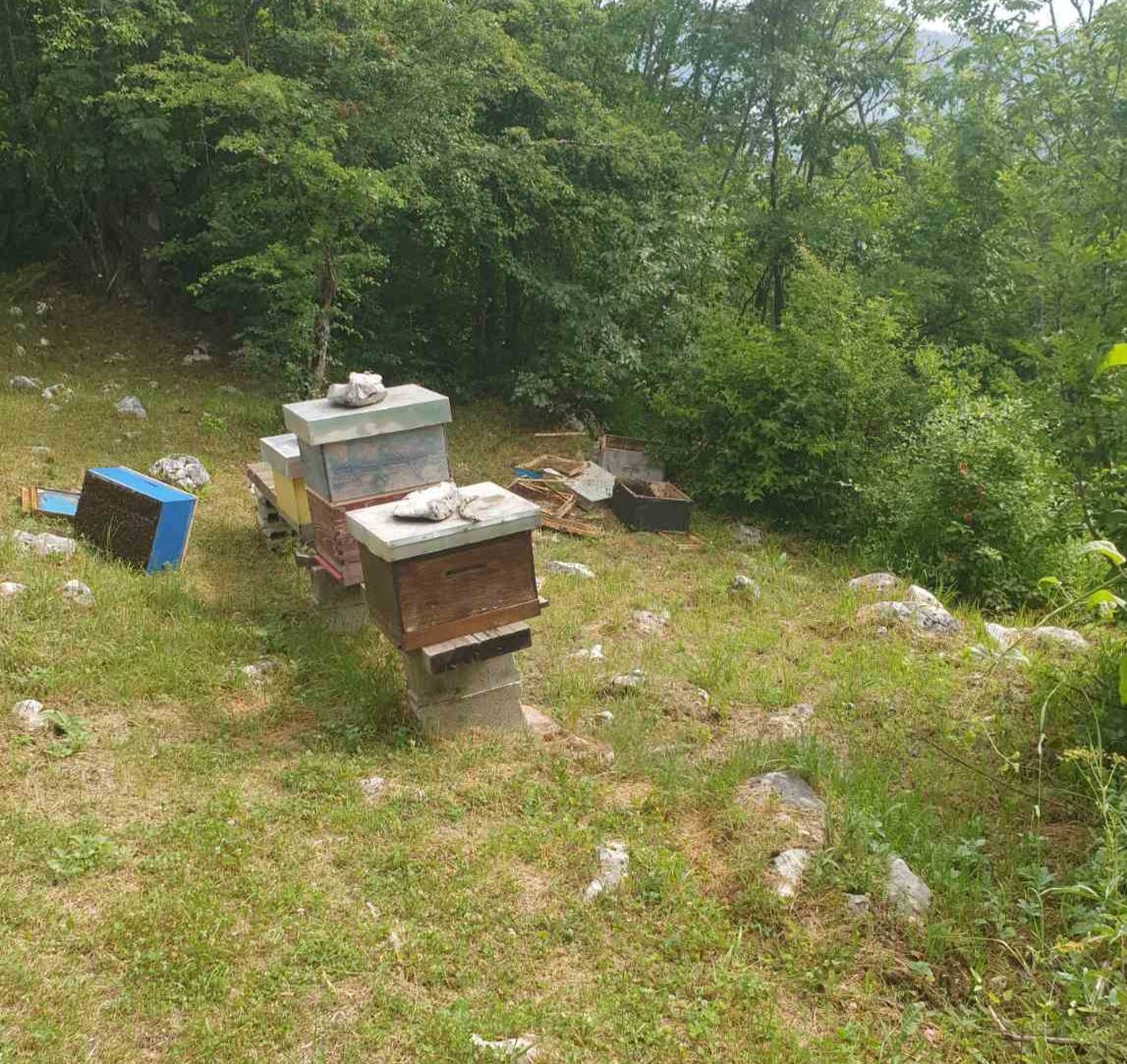 Žabljak: Medvjed došao ispred kuće i demolirao osam pčelinjih košnica