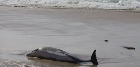 Mrtav delfin pronađen na Adi Bojani