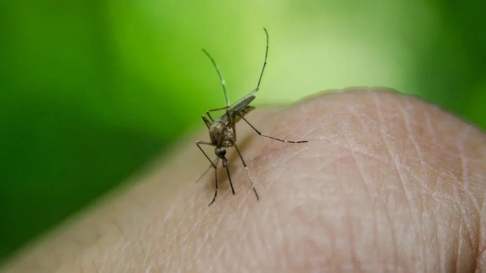 Srbija: Do 16. septembra registrovana 43 slučaja groznice Zapadnog Nila