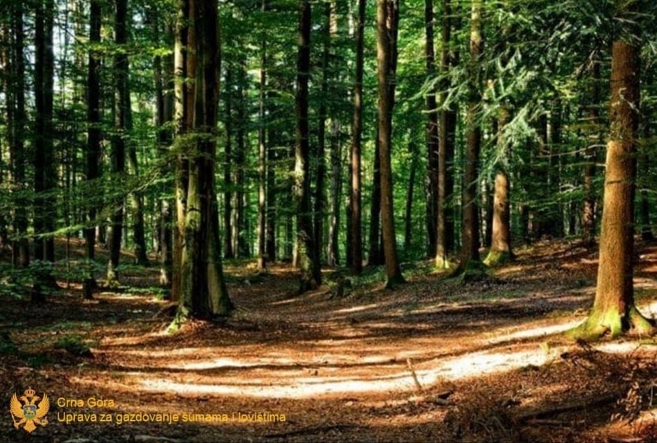 Uprava za gazdovanje šumama: Podnijeta krivična i više prekršajnih prijava u Rožajama