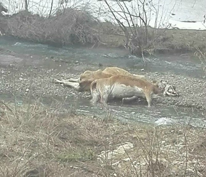 ČITAOCI ŠALJU: Mrtve krave bacili u Ćehotinu